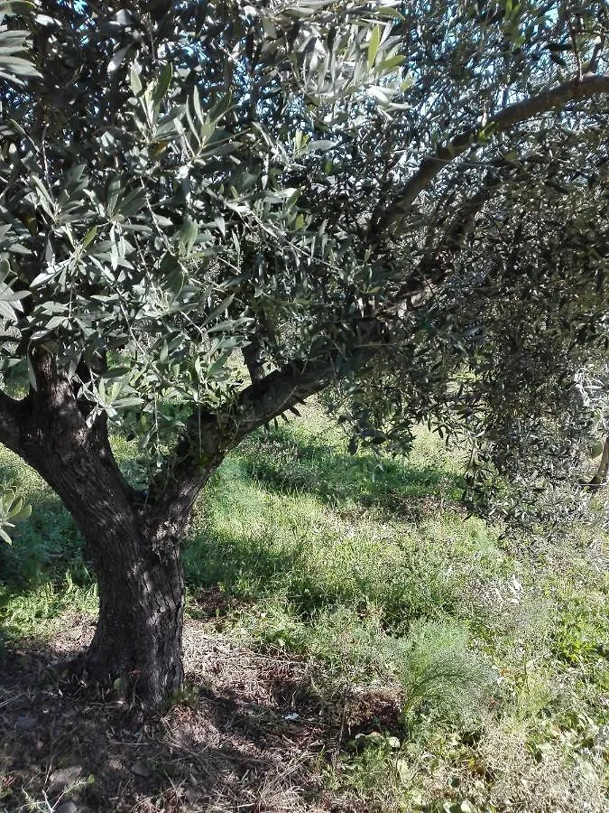 Agriturismo Cuccuru E Jana Guest House Siniscola 0*,