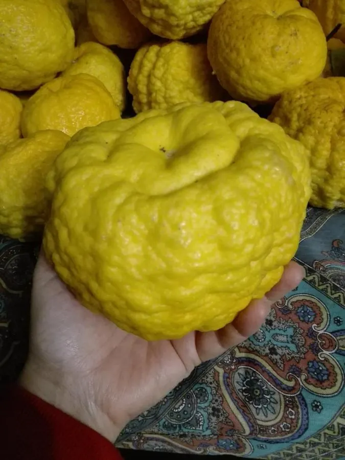Penzion Agriturismo Cuccuru E Jana Siniscola